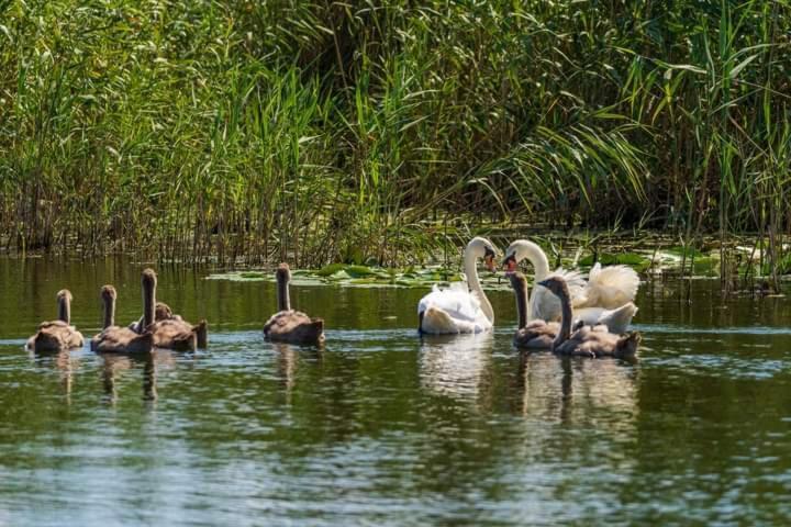 Casa Cu Trandafiri Murighiol Bagian luar foto