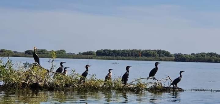 Casa Cu Trandafiri Murighiol Bagian luar foto