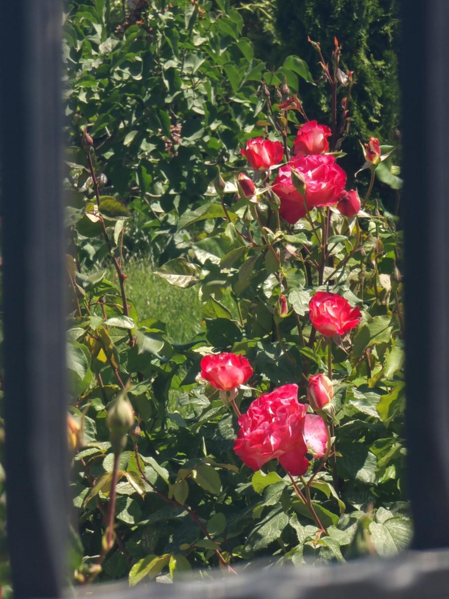Casa Cu Trandafiri Murighiol Bagian luar foto