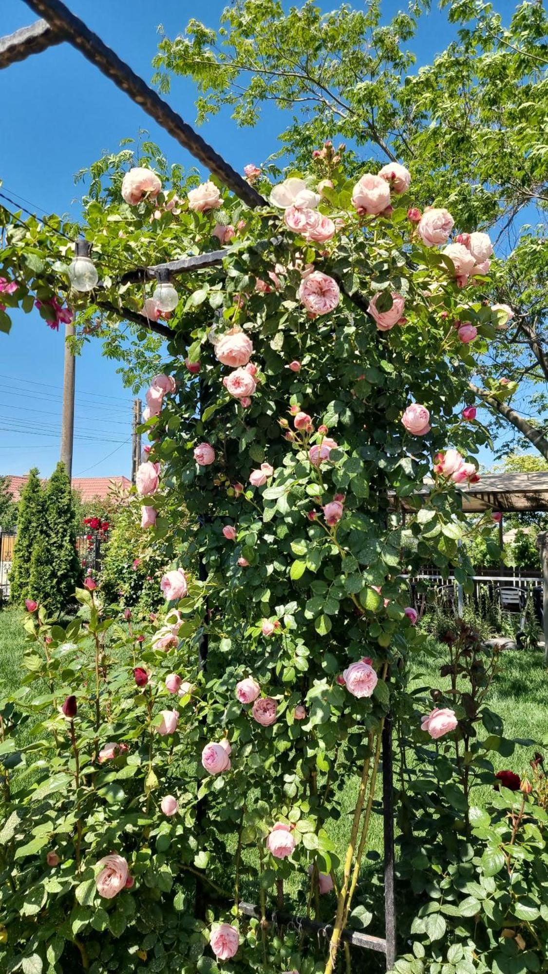 Casa Cu Trandafiri Murighiol Bagian luar foto