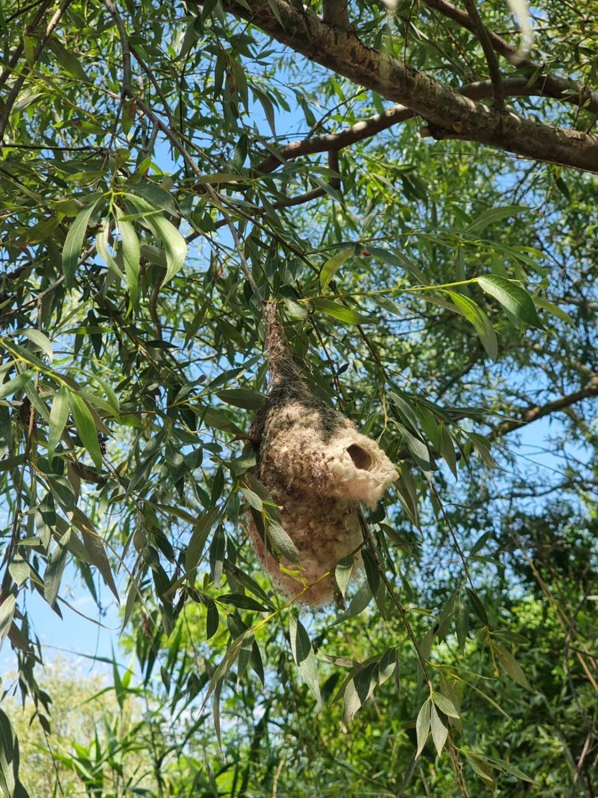 Casa Cu Trandafiri Murighiol Bagian luar foto